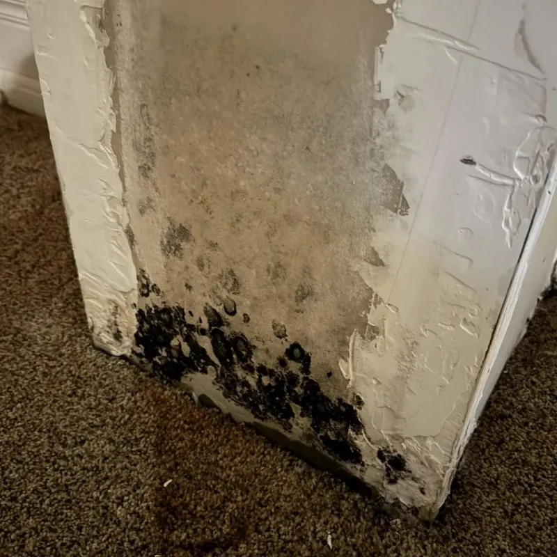 Professional Mold Removal in Holly Springs, MS